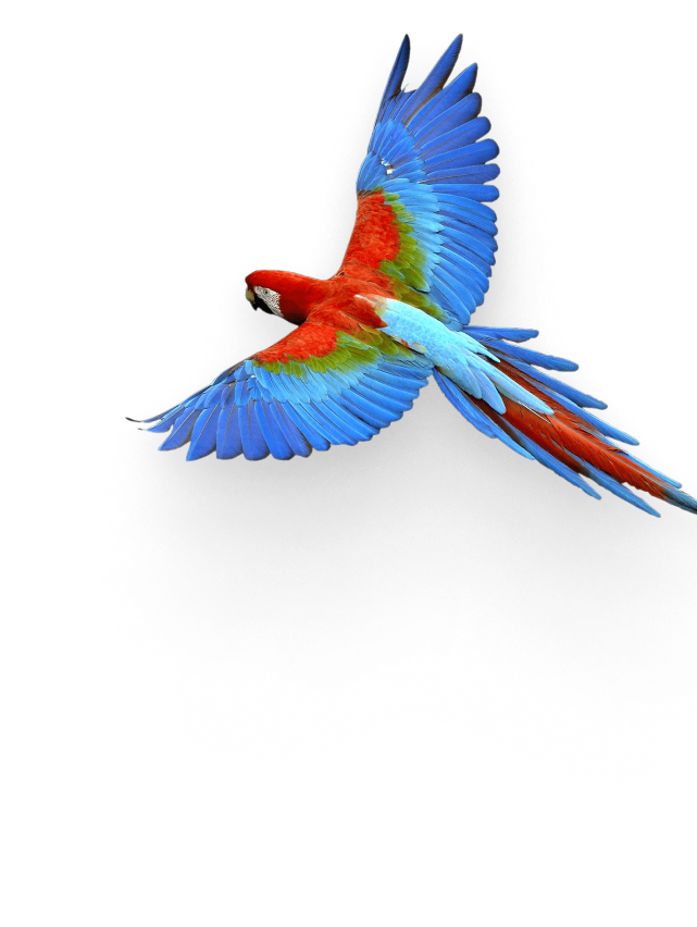 guacamaya